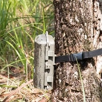 trail camera attached to the tree